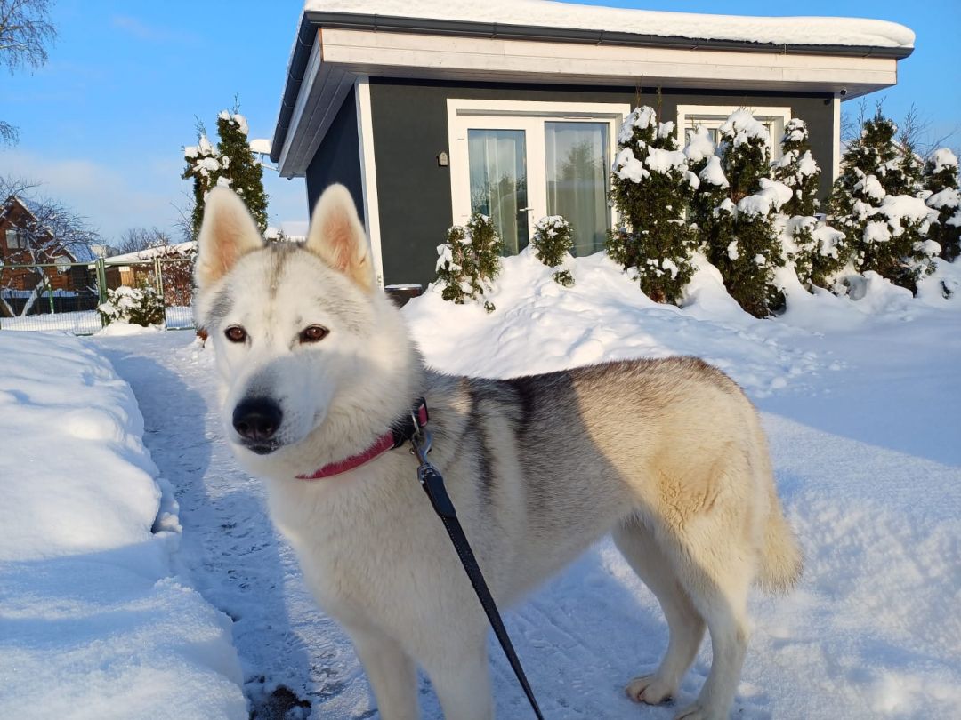 What to do in Riga with Dog?